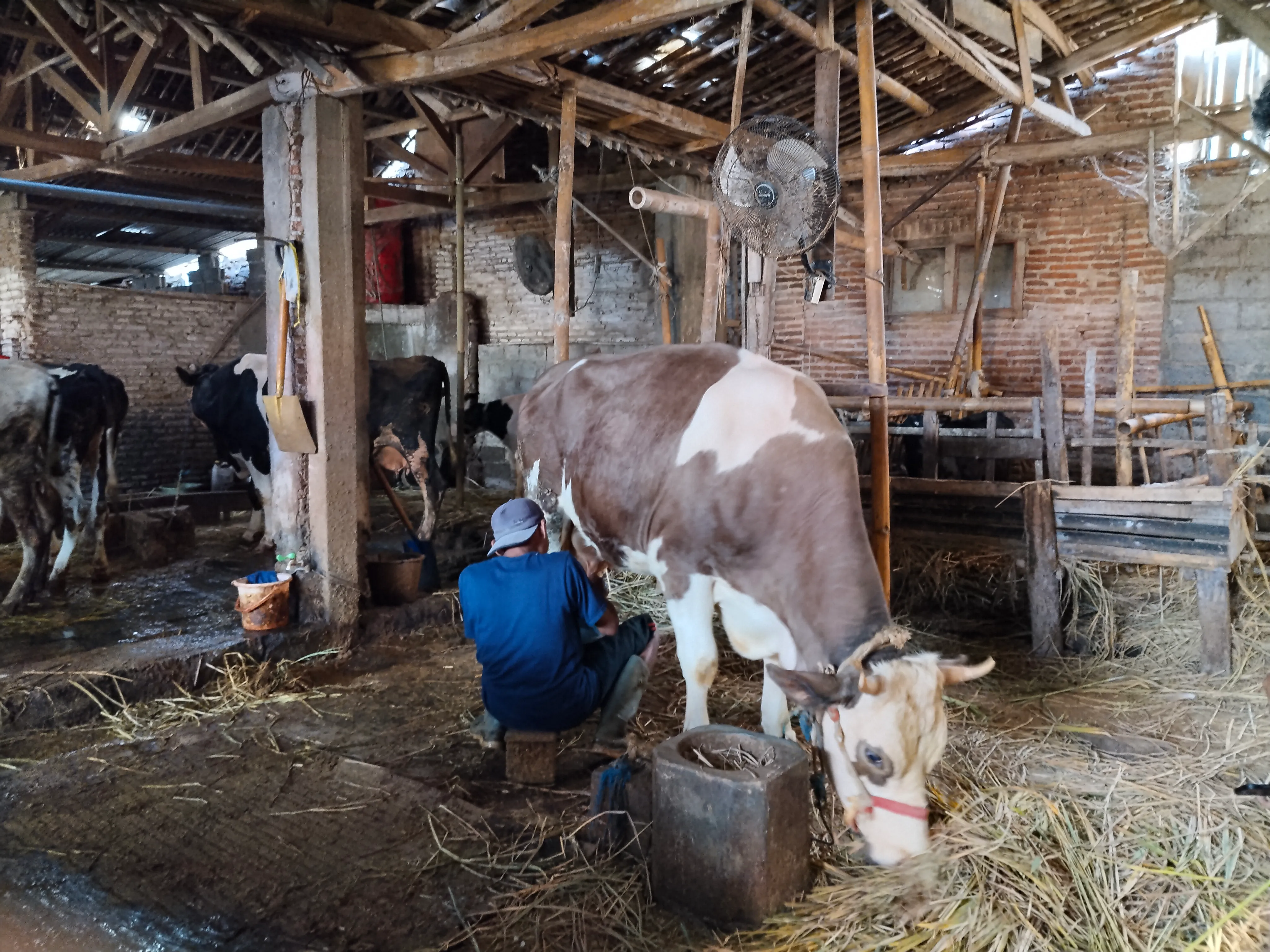 Peternakan Sapi Perah (Susu Segar)